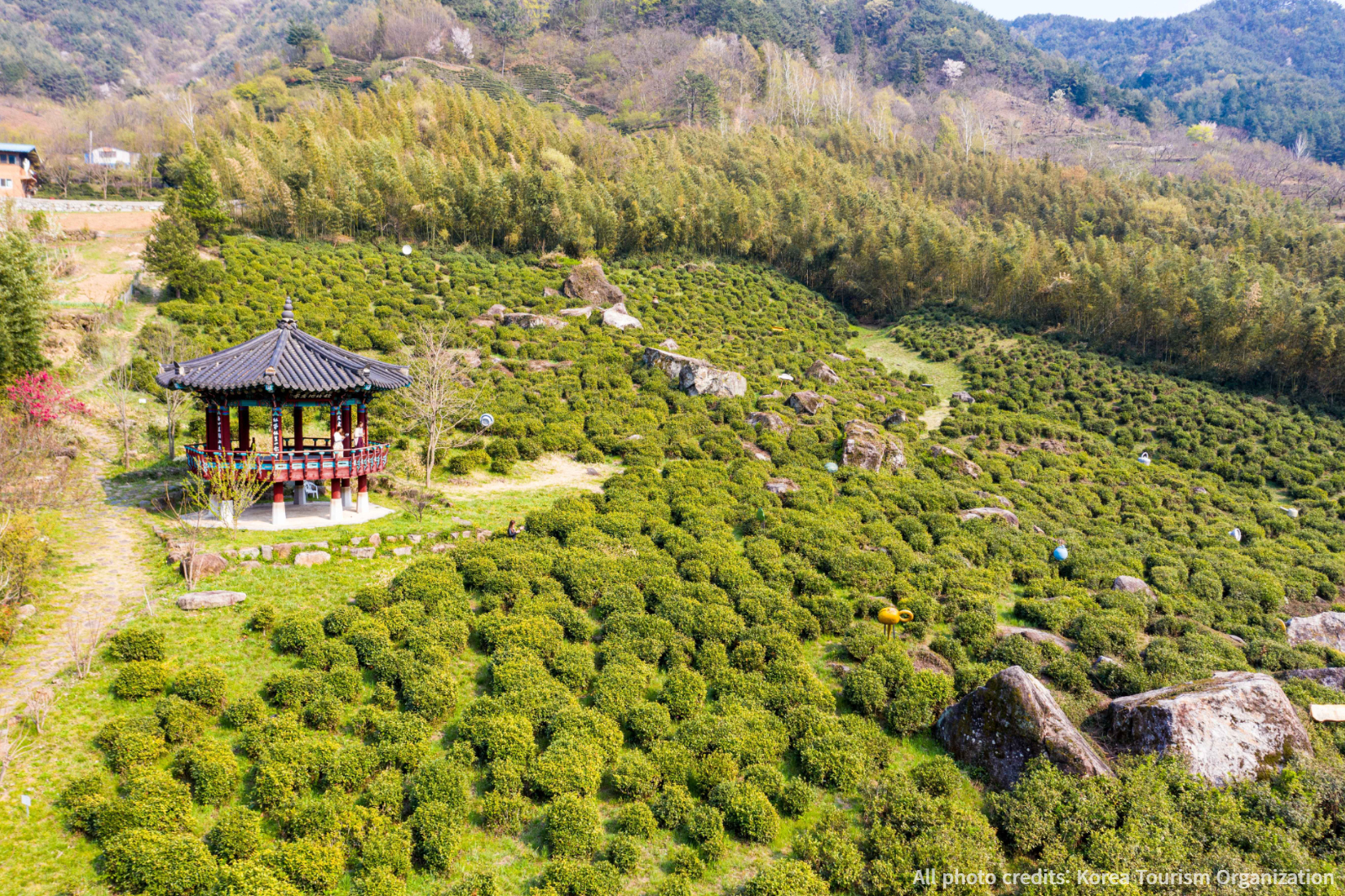 First Tea Farm in Korea