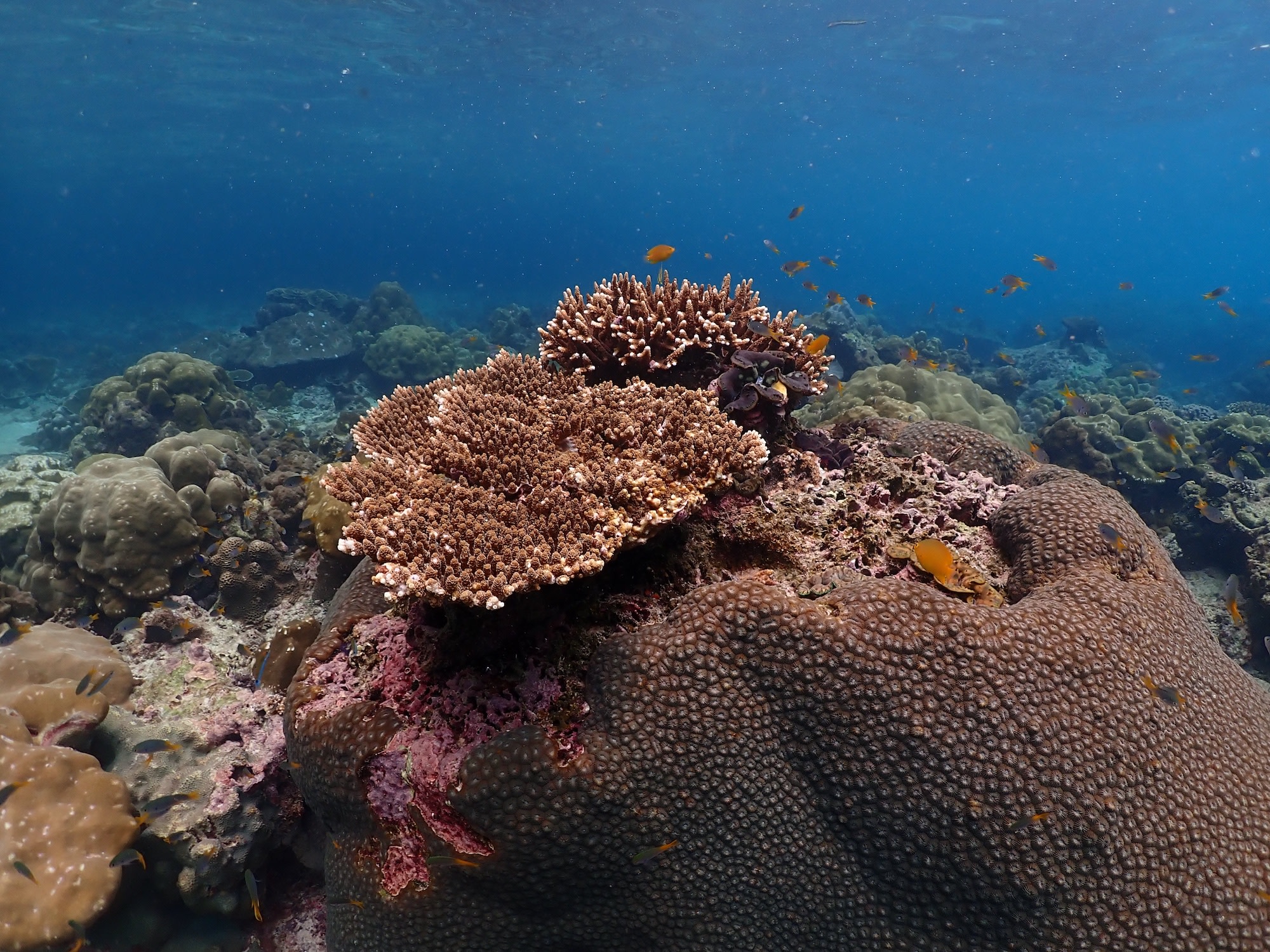 潛入海底,探索繽紛魚群與珊瑚礁構成的海底天堂。如果夠幸運,還有機會一睹黑鰭礁鯊的風采! 潛入海底,探索繽紛魚群與珊瑚礁構成的海底天堂。如果夠幸運,還有機會一睹黑鰭礁鯊的風采!