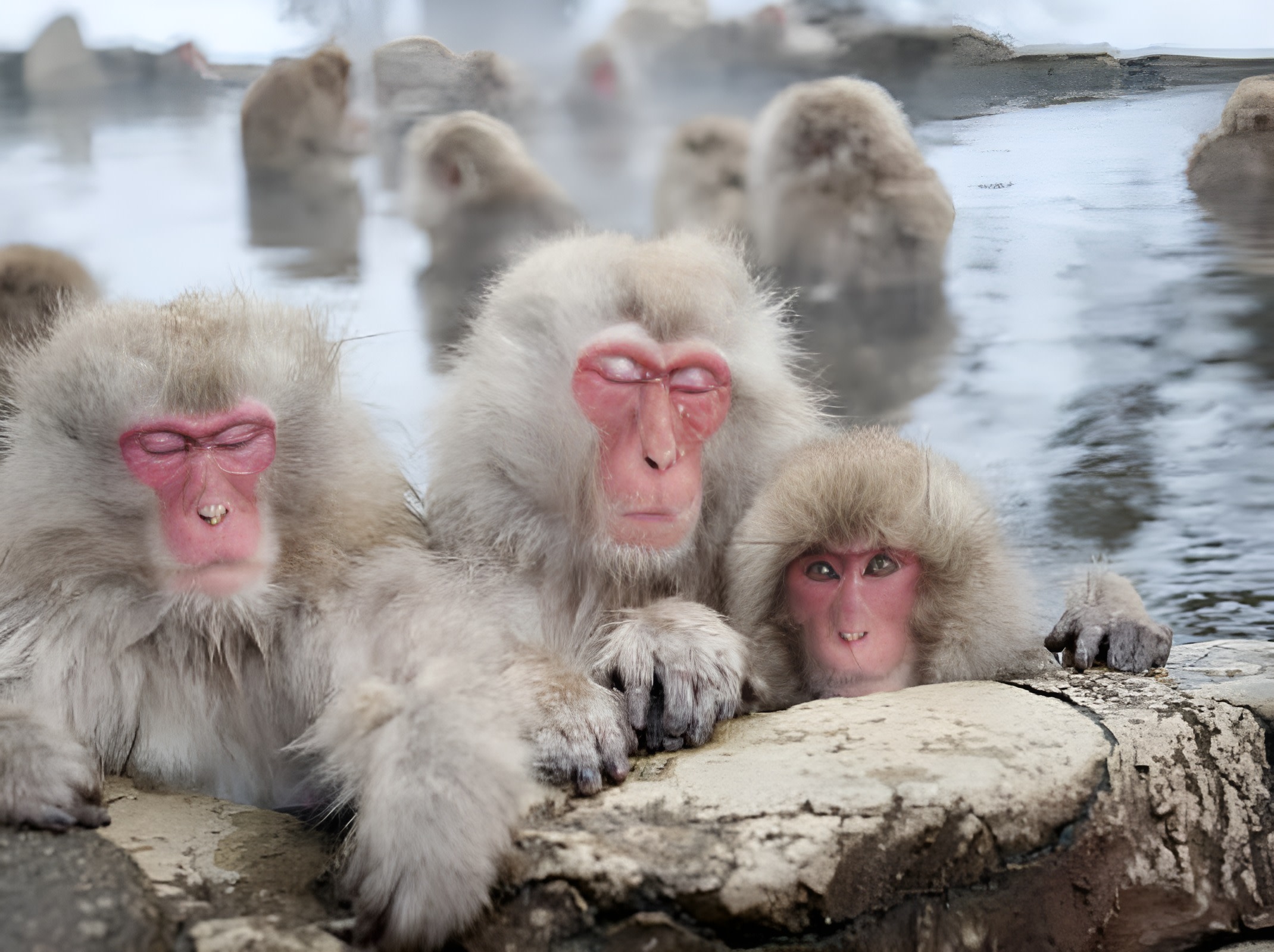 From Tokyo: Private Day Trip to Snow Monkey & Zenkoji New activity