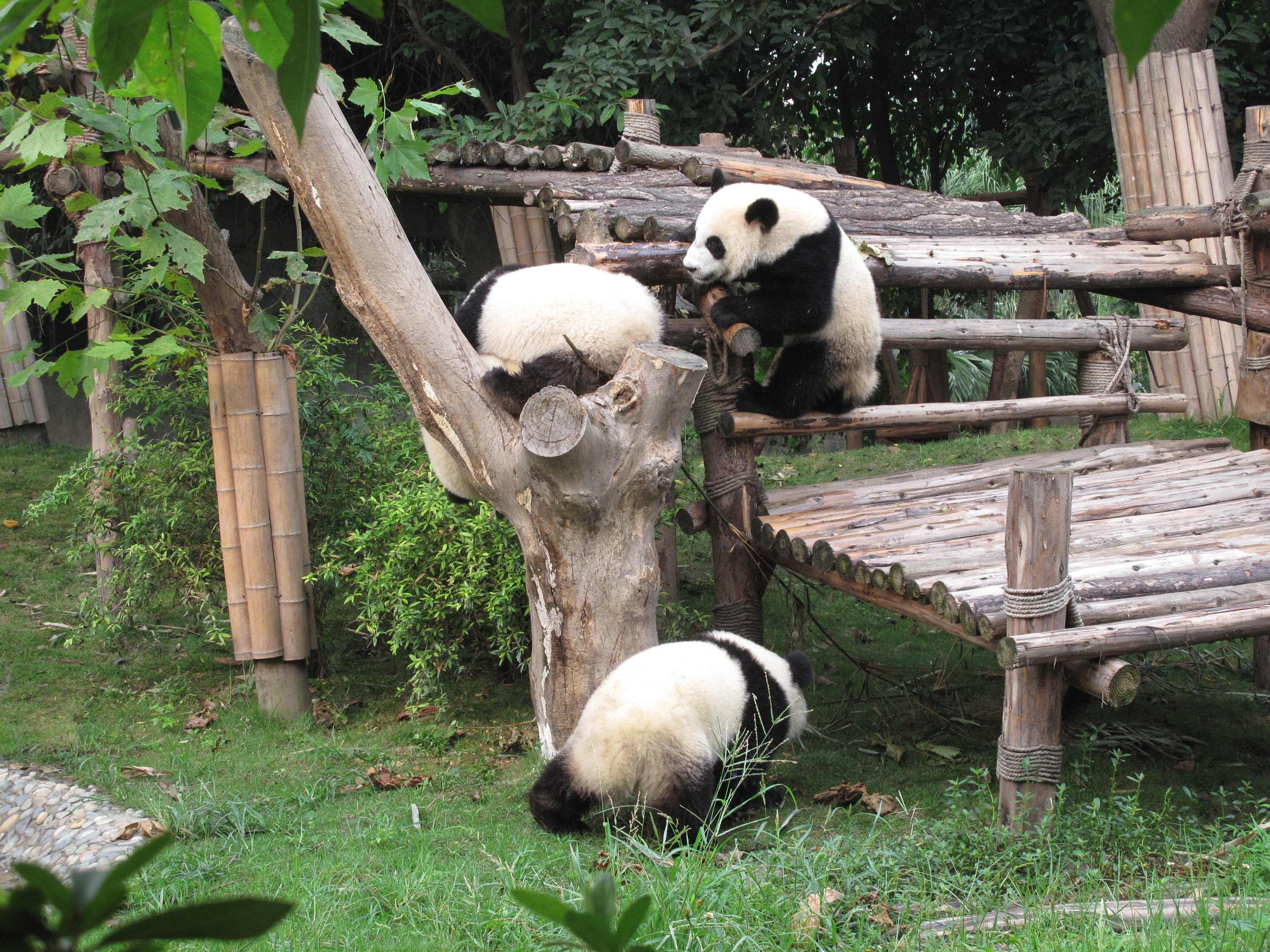 Chengdu Panda Bazasi uchun yarim kunlik xususiy tur va chiptalar