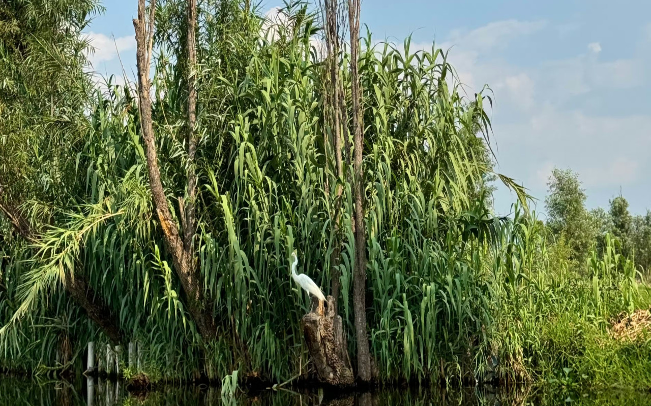 搭乘遊船滑行於霍奇米爾科古老運河,沿途欣賞寧靜的野生動物與鬱鬱蔥蔥的自然風光。 搭乘遊船滑行於霍奇米爾科古老運河,沿途欣賞寧靜的野生動物與鬱鬱蔥蔥的自然風光。