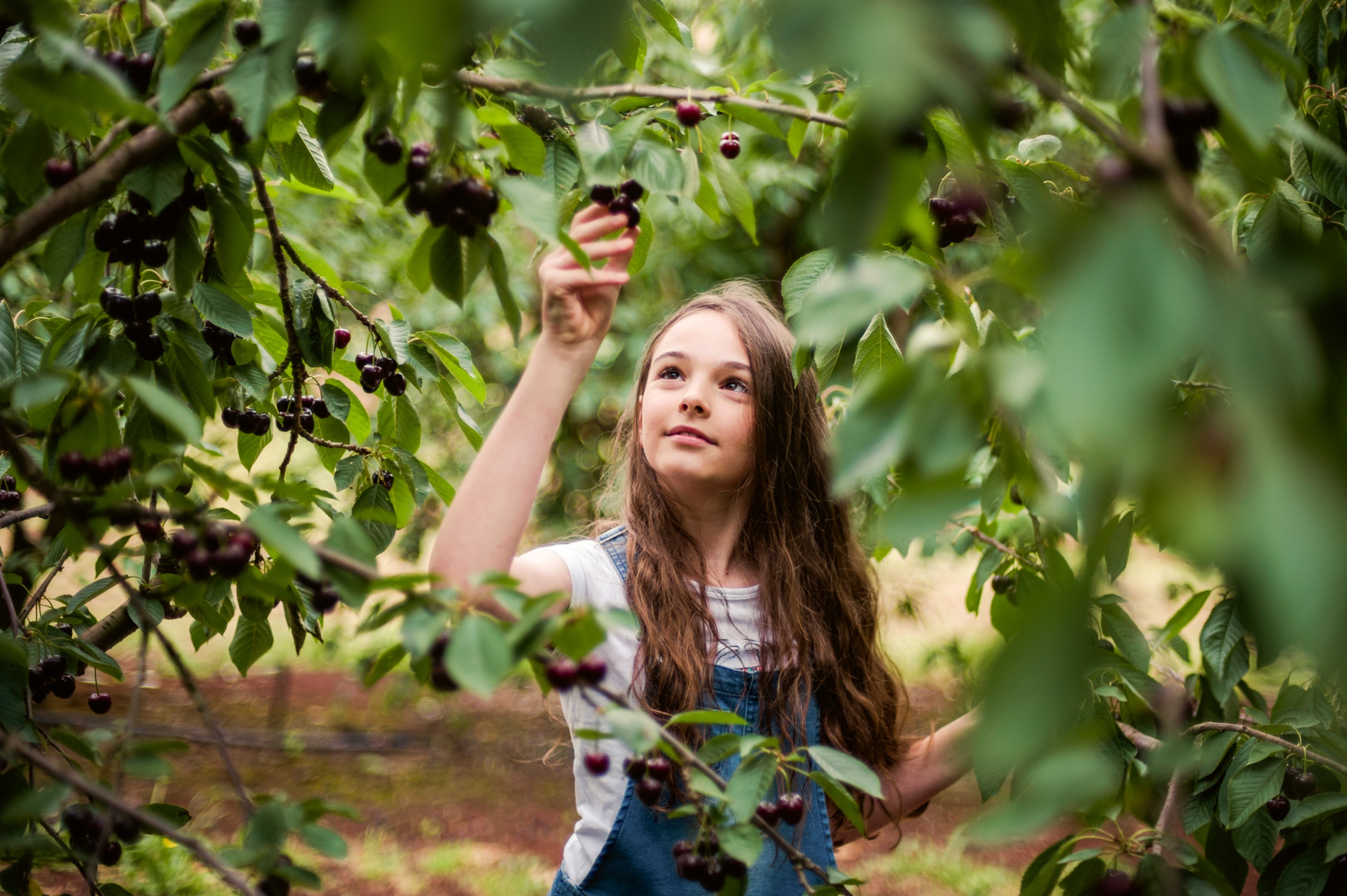澳洲櫻桃山果園採櫻桃體驗