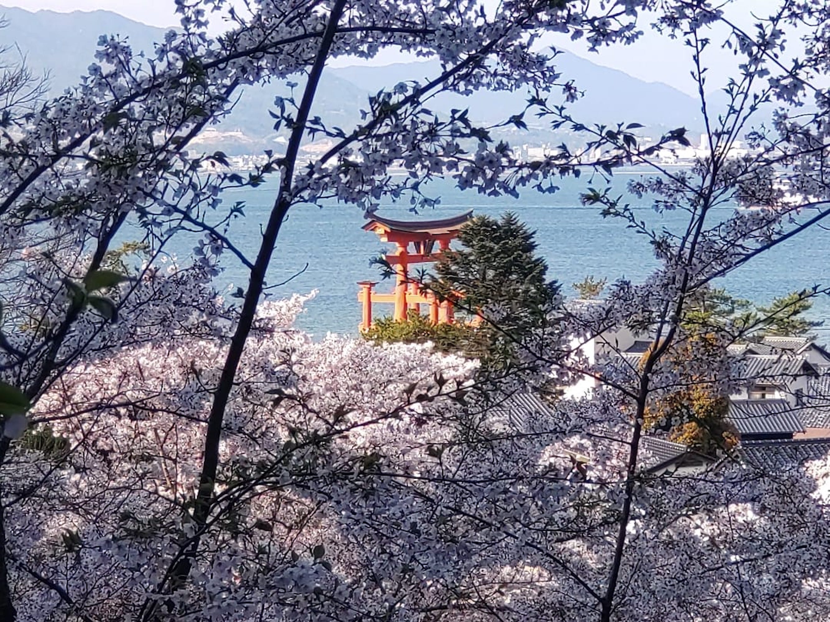 宮島半日曆史徒步之旅