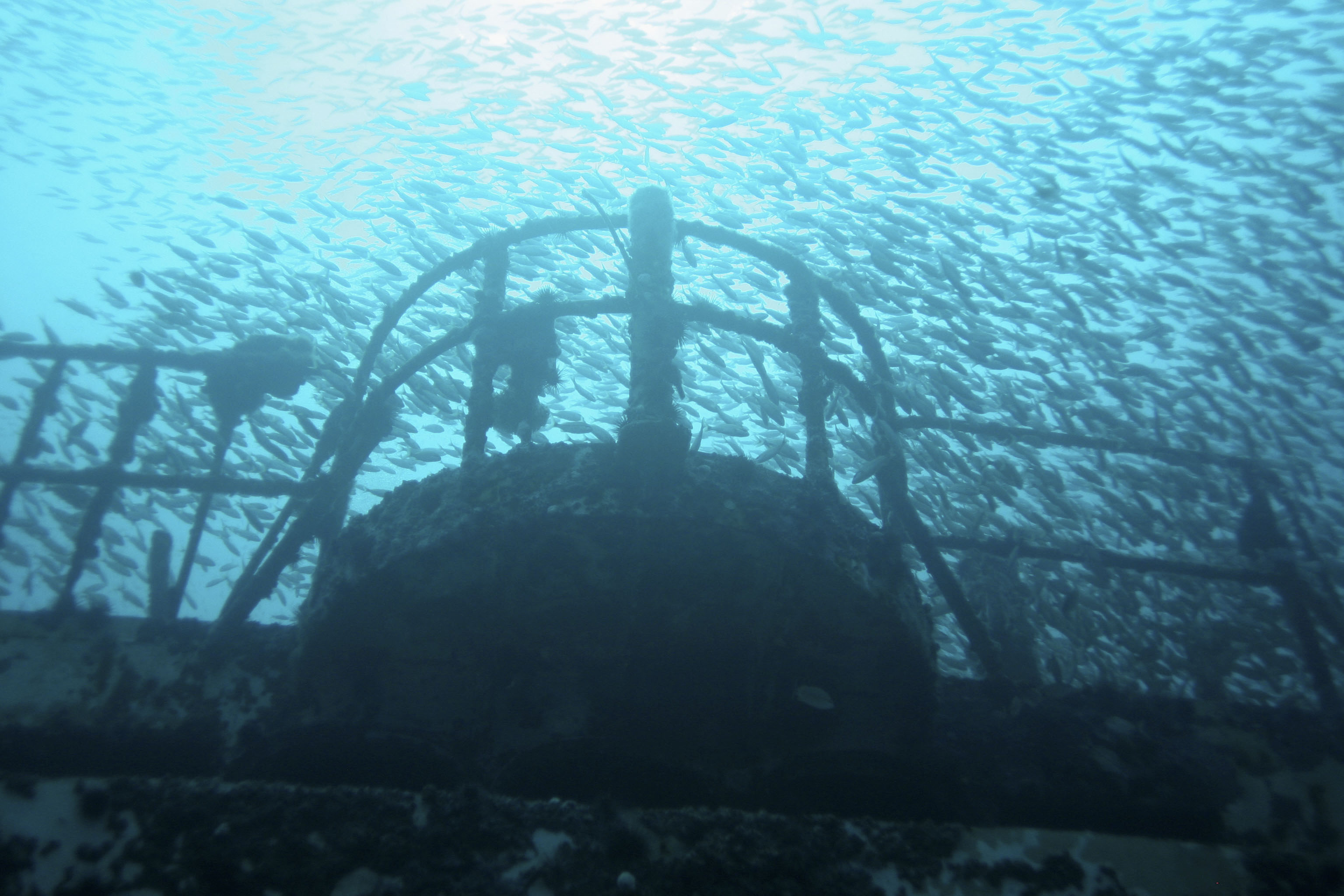 Discover More: Advanced Diver Level 1 in Islamorada with PADI Center