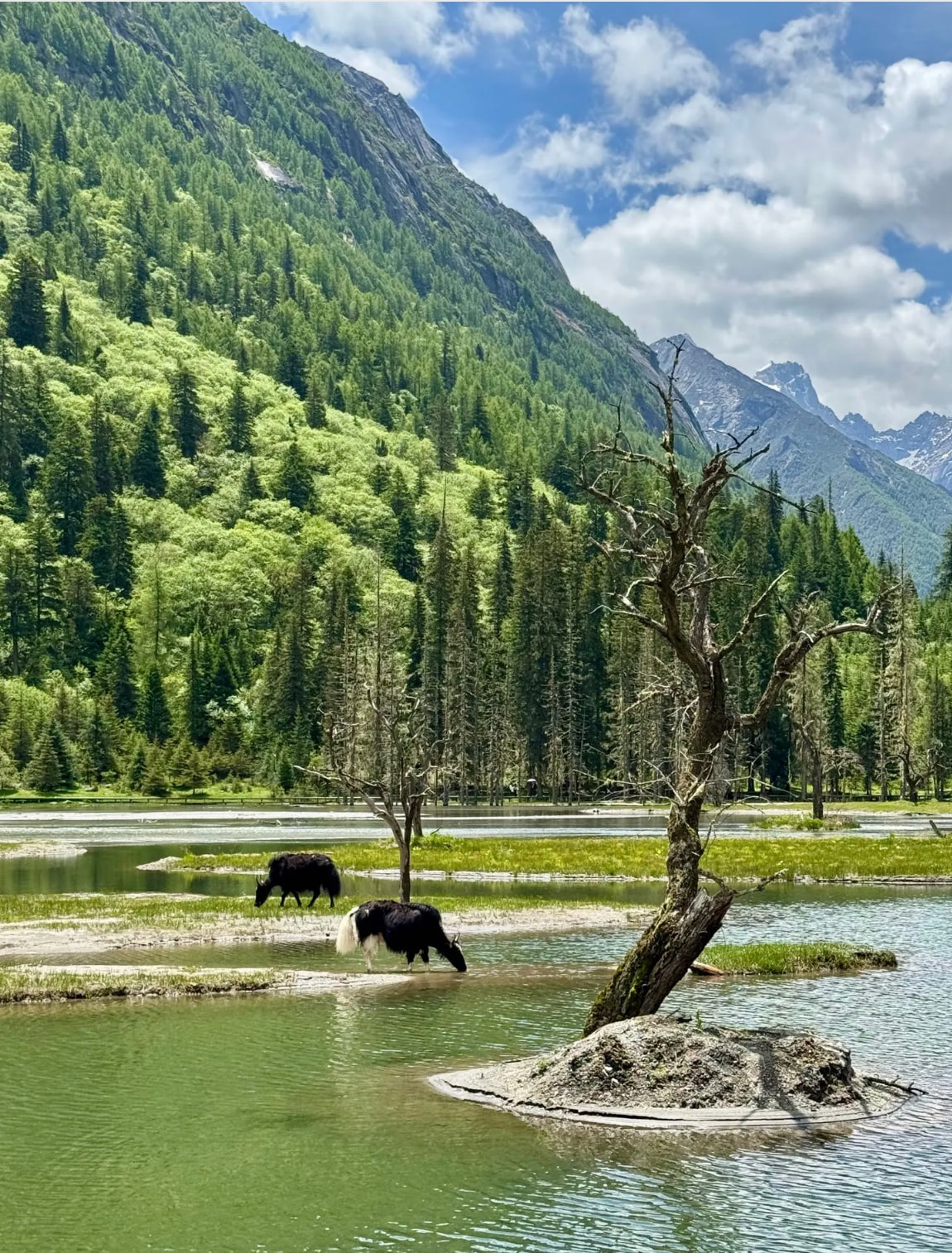 乘車至四姑娜措(海拔 3580m);停留 30 分鐘,沿環湖棧道走半圈,拍鏡面雪山 + 水中枯樹。 乘車至四姑娜措(海拔 3580m);停留 30 分鐘,沿環湖棧道走半圈,拍鏡面雪山 + 水中枯樹。