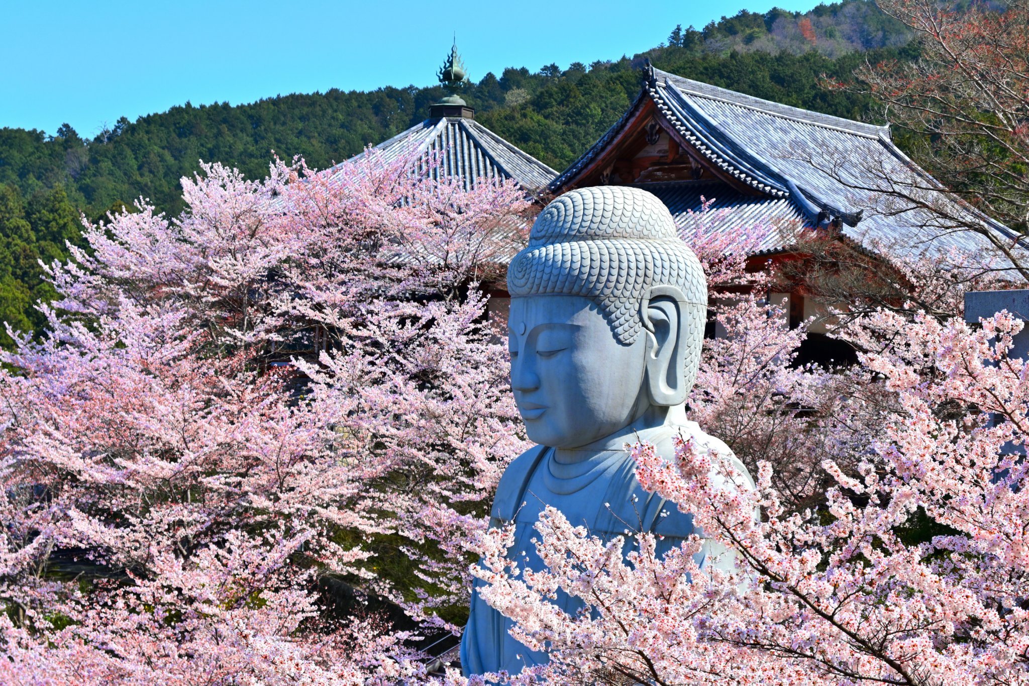 櫻花大佛 & 吉野山之旅（含草莓採摘）