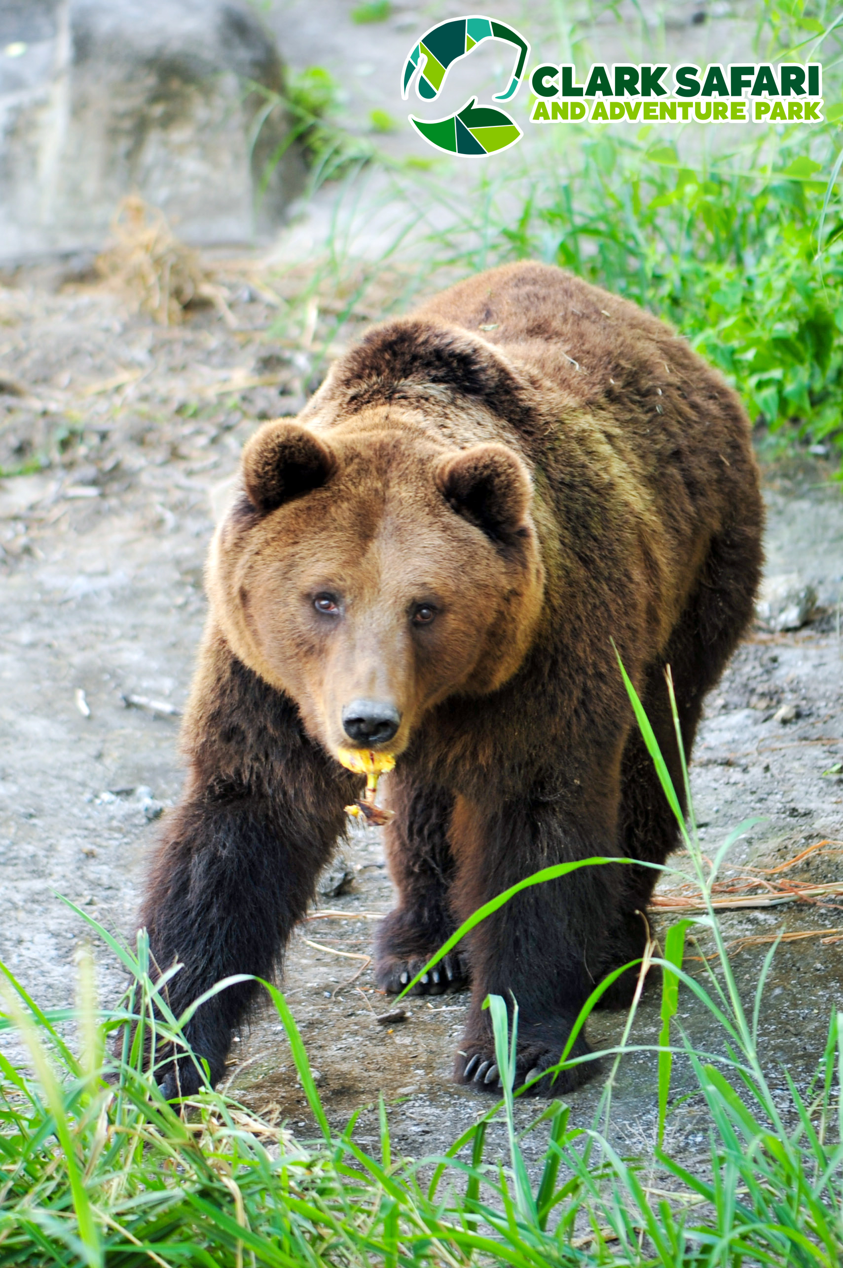 克拉克野生動物園 & 冒險公園（Clark Safari and Adventure Park）門票