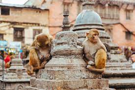 Swambhunath & Durbar Square Guided Half Day Tour