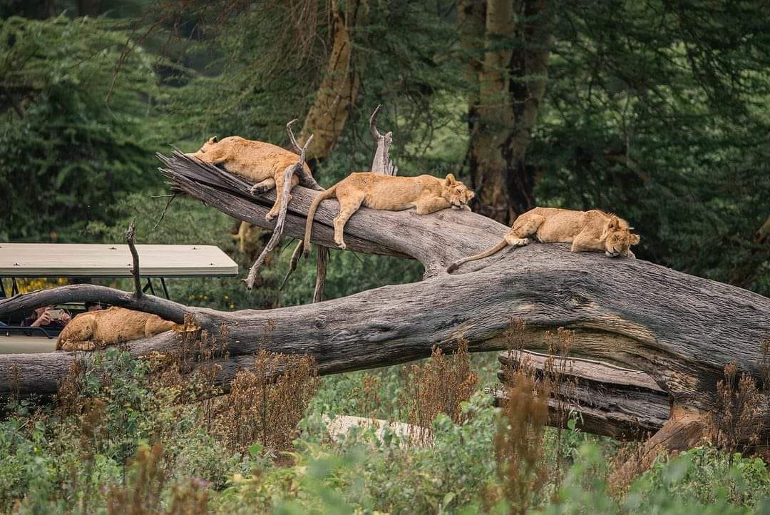 Maasai Mara & Serengeti 8-Day Private Guided Experience