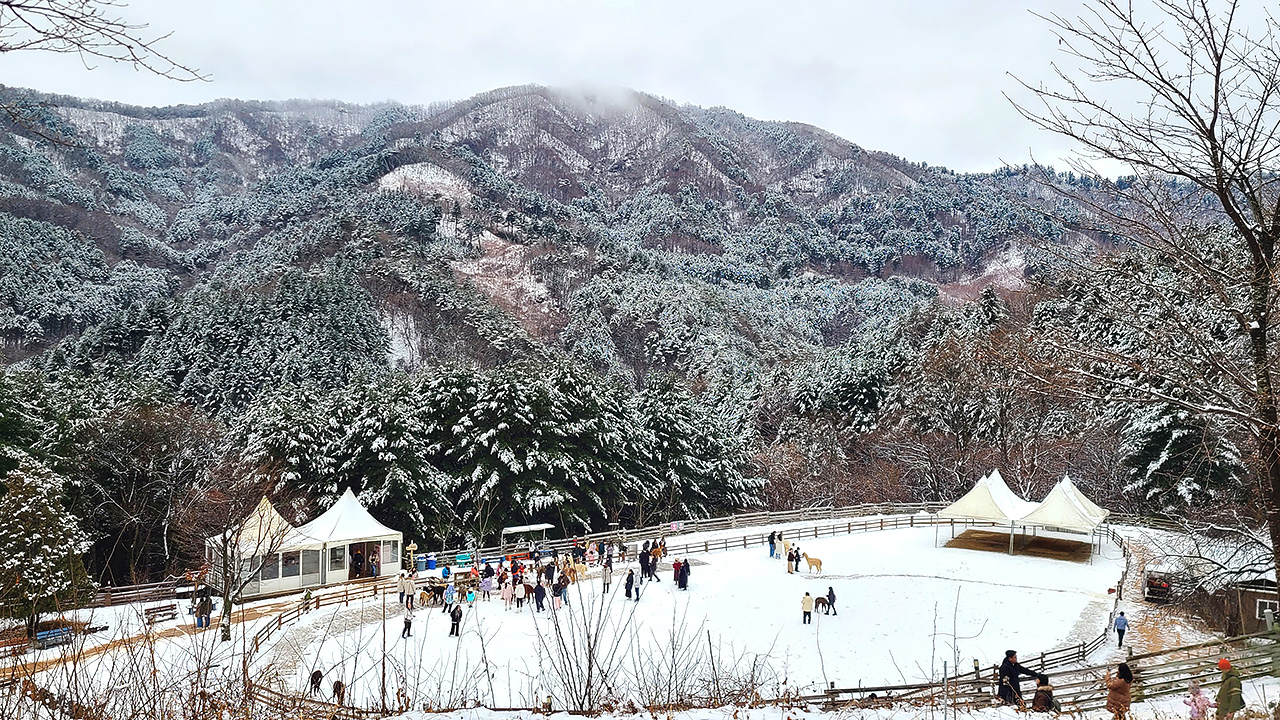 走進蓬鬆的冬日仙境，草泥馬在白雪皚皚的背景下漫步，彷彿置身於童話之中。