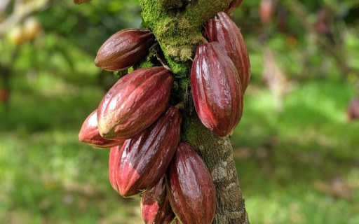 深紅色的可可豆莢緊密地攀附在莊園樹木的樹幹上