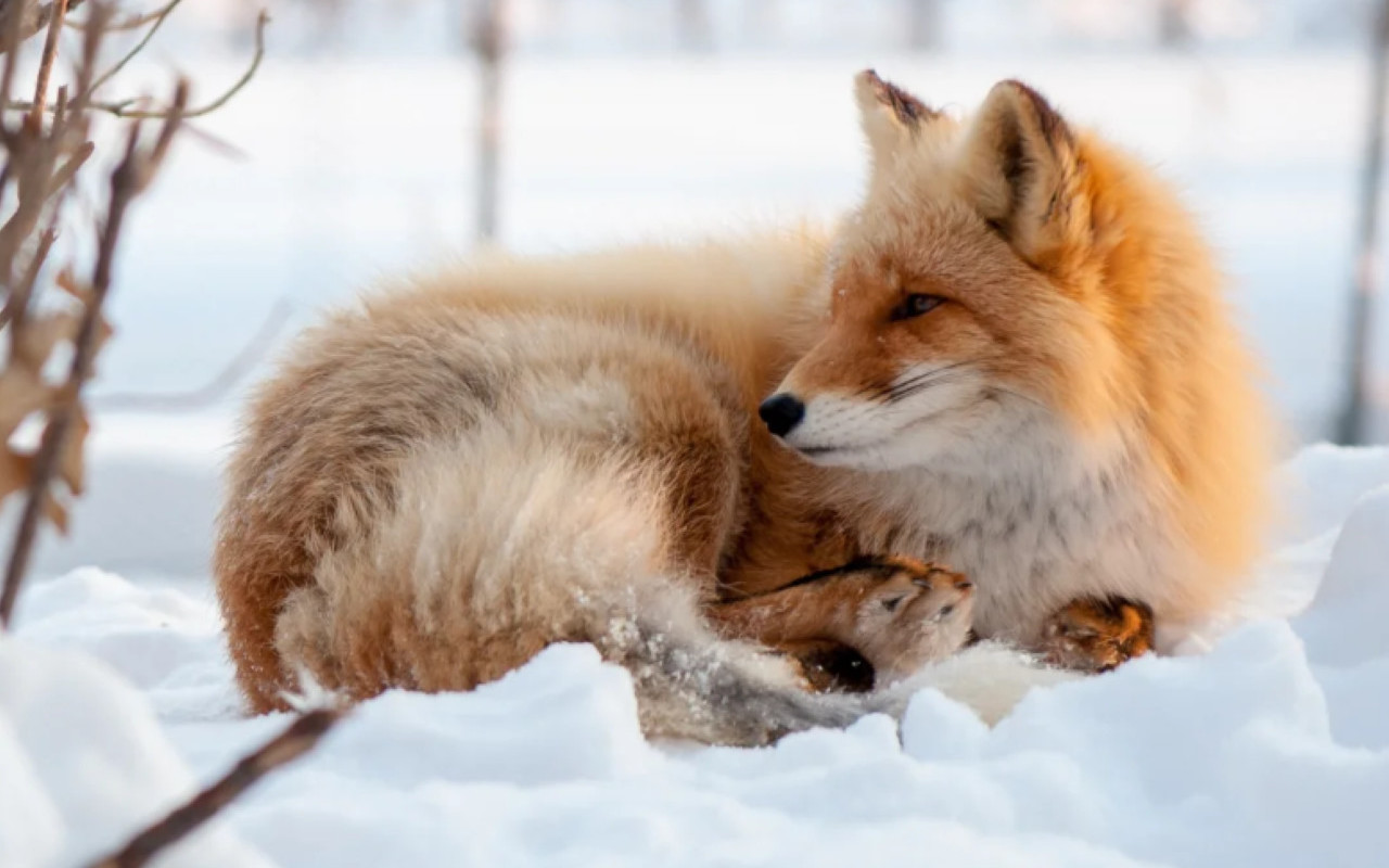 Hokkaido Day Trip: Asahikawa Zoo & Biei Christmas Tree & Blue Pond & Shirahige Falls & Chiyoda Farm (Snowmobile Experience Available)