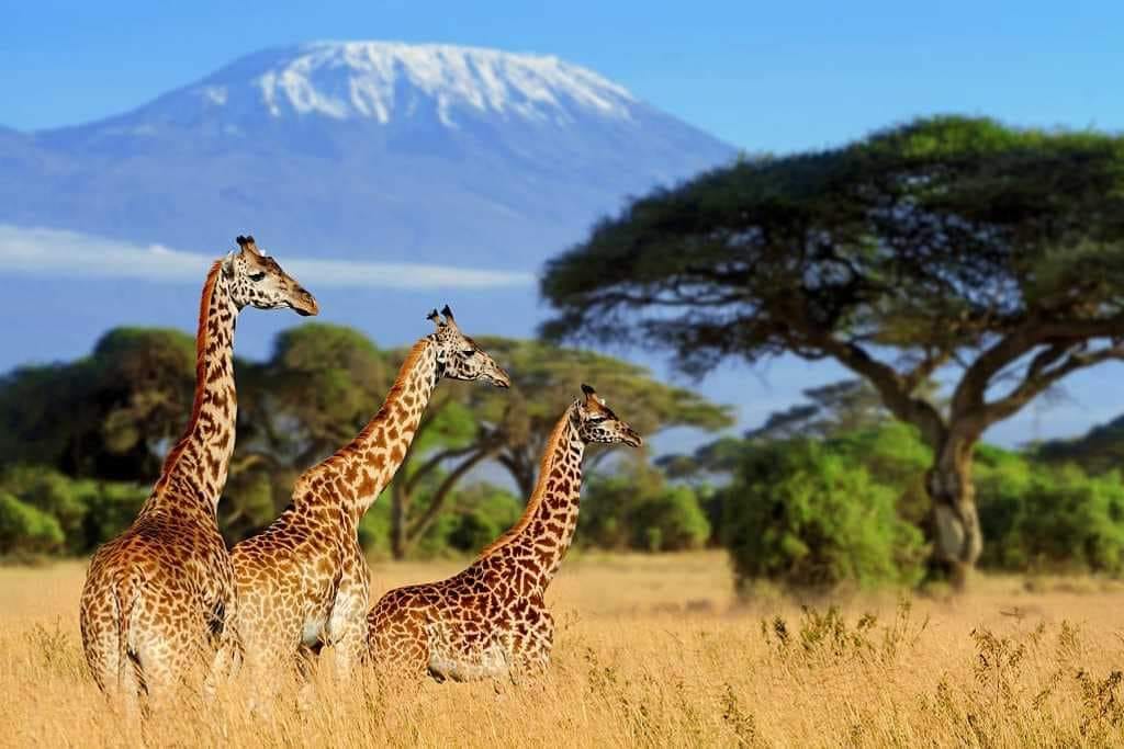 探索安博塞利：邂逅象群與標誌性景觀的Safari之旅