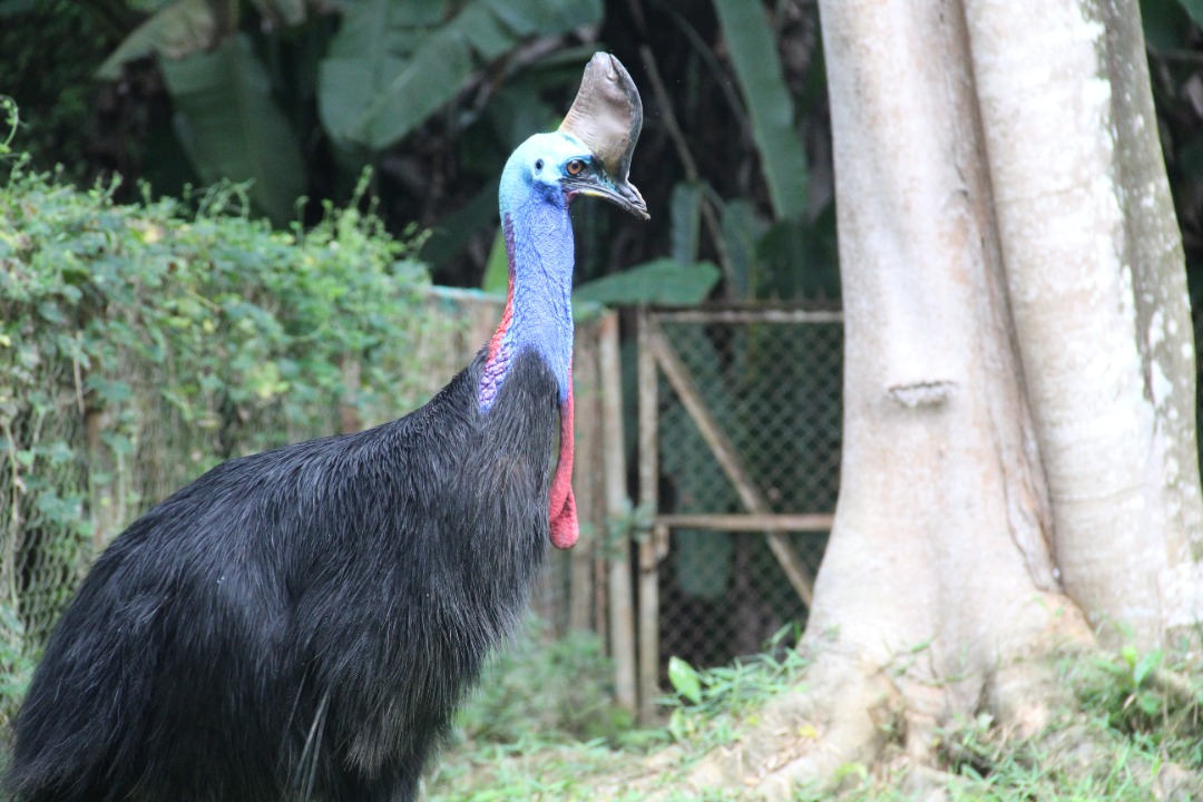 馬來西亞馬六甲動物園門票