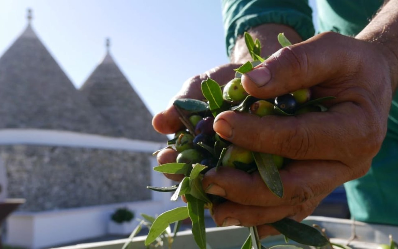 Martina Franca Olive Oil Tasting and Mill Tour