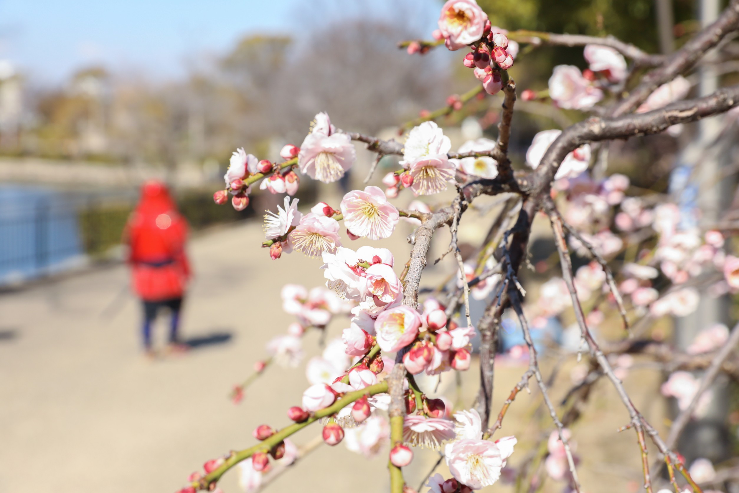 For details on the most popular Hanami plans, please visit