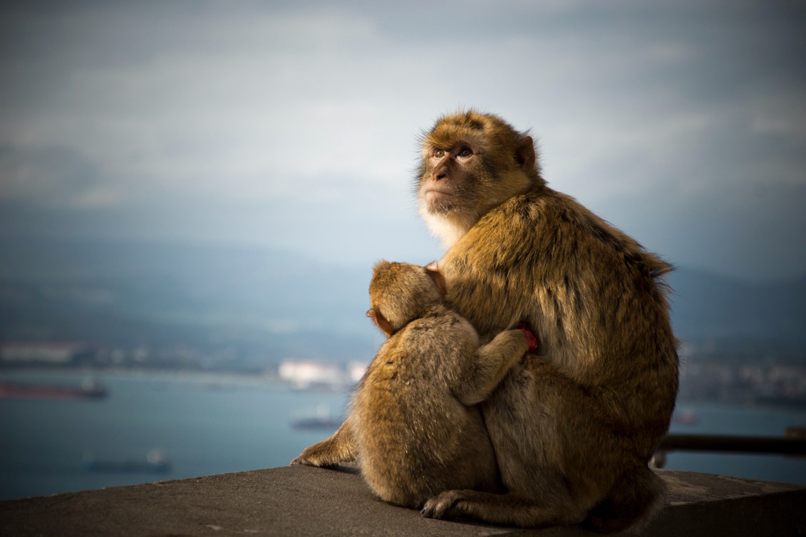 Gibraltar and Saint Michael's Cave Day Tour From Seville 