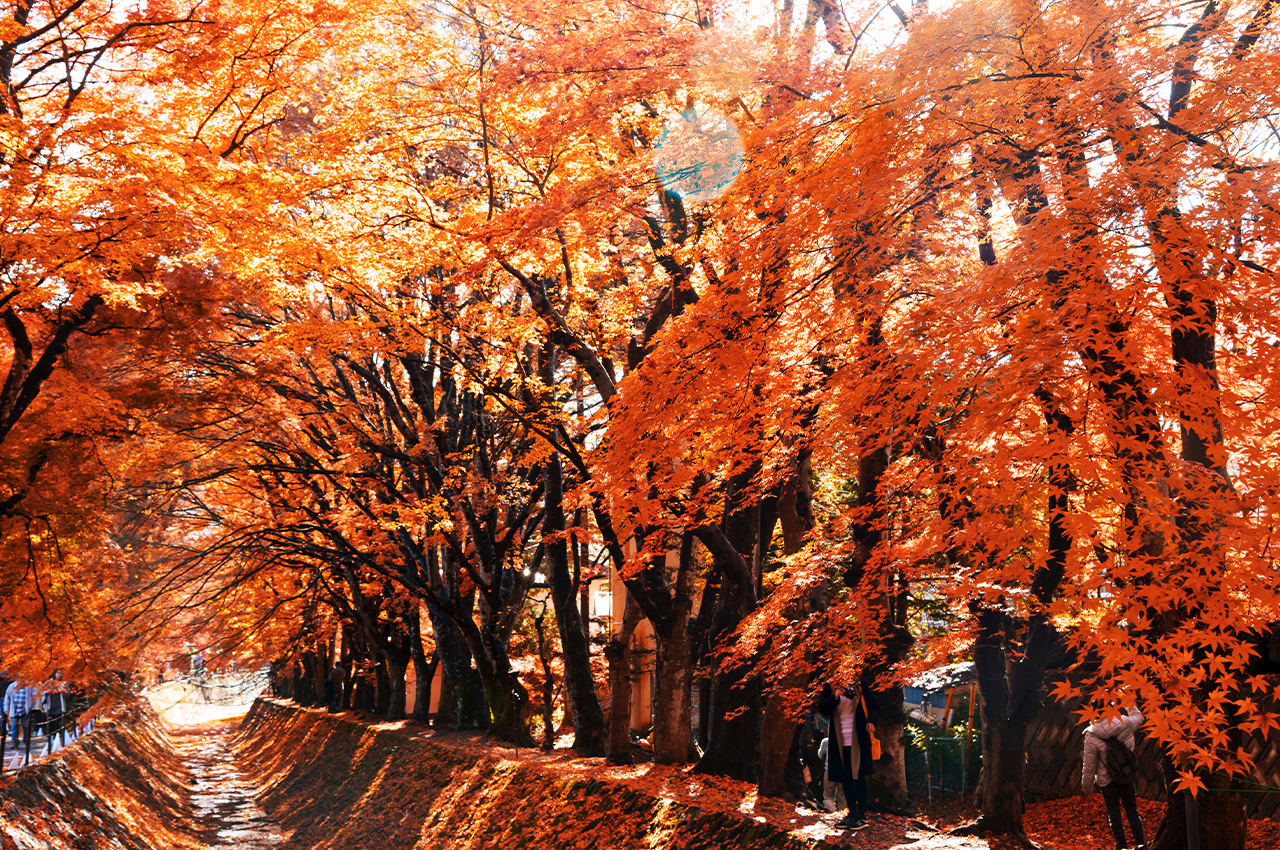 富士山山中湖單車騎行 河口湖纜車 抹茶體驗 網紅景點打卡二日遊｜4~9人精品小團｜東京/新宿出發