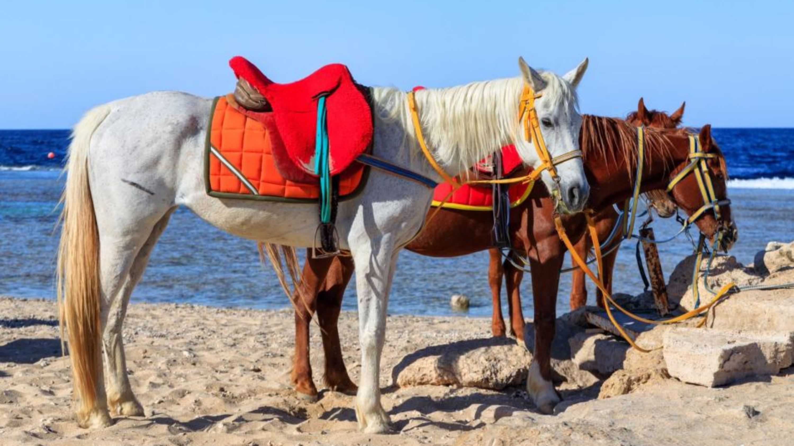 騎馬穿越沙漠地形,邂逅迷人的野生動物 騎馬穿越沙漠地形,邂逅迷人的野生動物