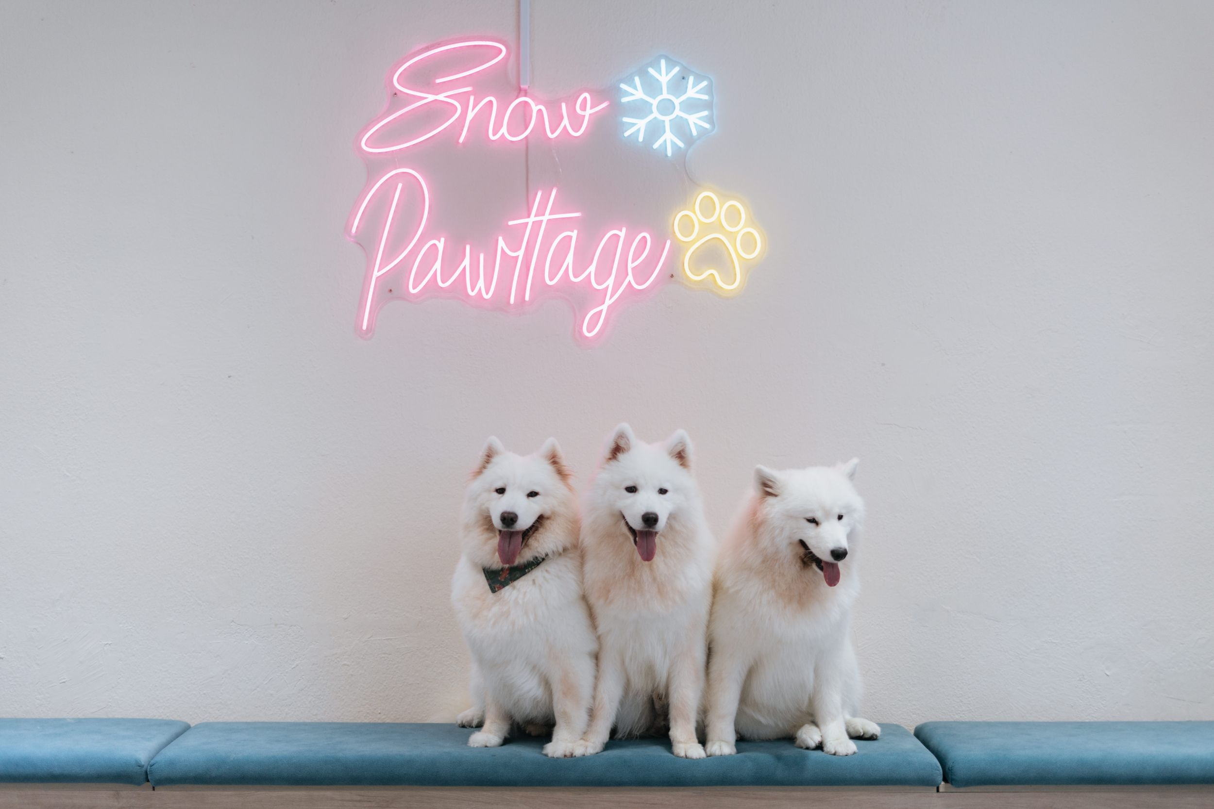 Cuddle Fluffy Samoyed (Dog Cafe) in Singapore
