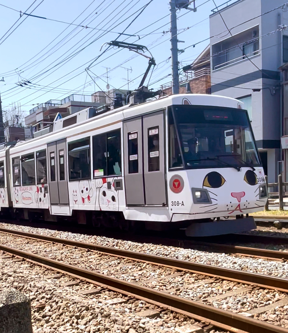 Cat train
