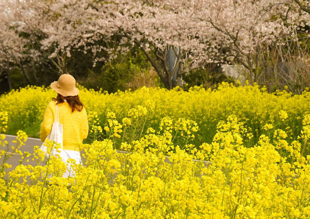 [Hotel pick up] Jeju UNESCO Highlights Day Tour with Hotel Pick-Up
