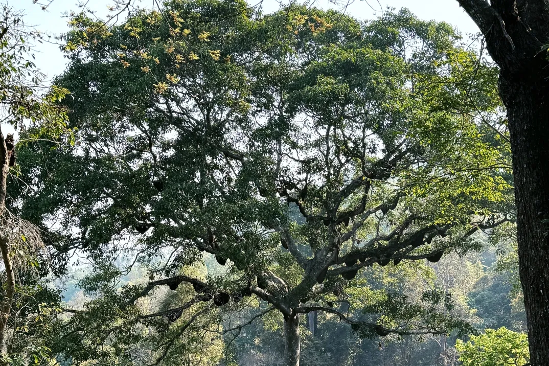 雲南版納往事6日（告莊夜市+傣族園+景邁山+中科院植物園+雨林徒步+野象谷+糯幹翁基古寨）