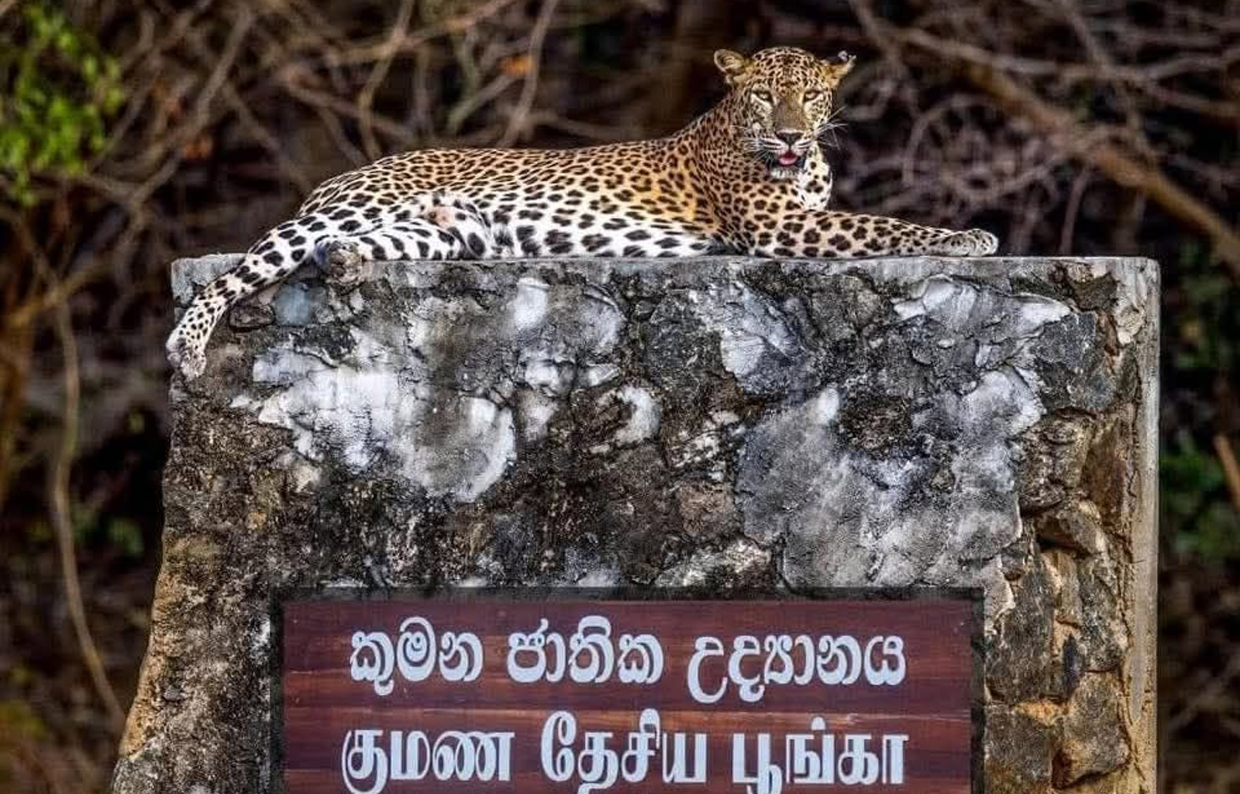Kumana Milliy Parkida Xususiy Safari