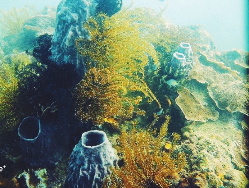 亞庇休閒潛水體驗（PADI 潛水中心）