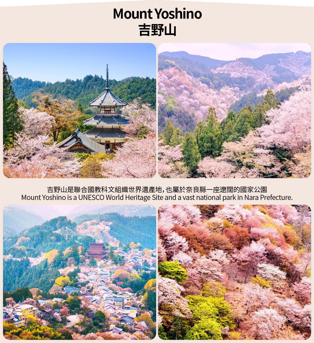 【櫻花季限定奈良賞櫻】奈良公園&東大寺&吉野山賞櫻一日遊（大阪出發）