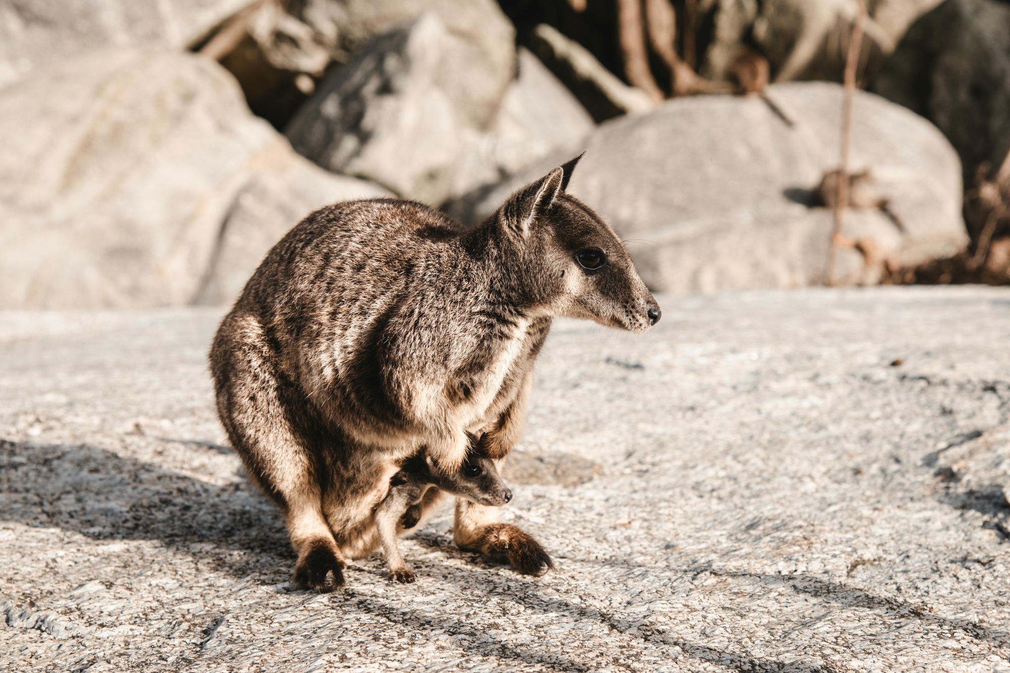 Australian Wildlife, Blue Mountains & Scenic World Private Tour