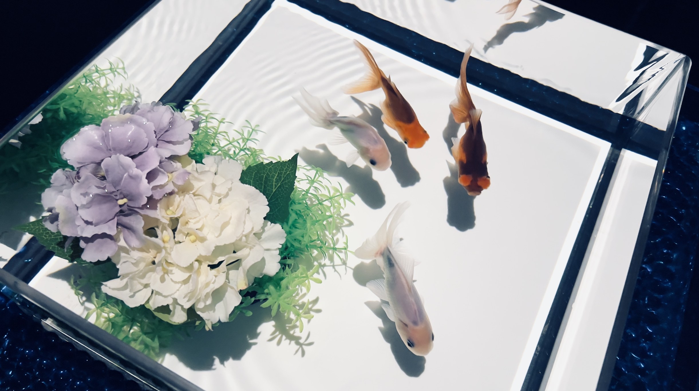 東京銀座藝術水族館門票
