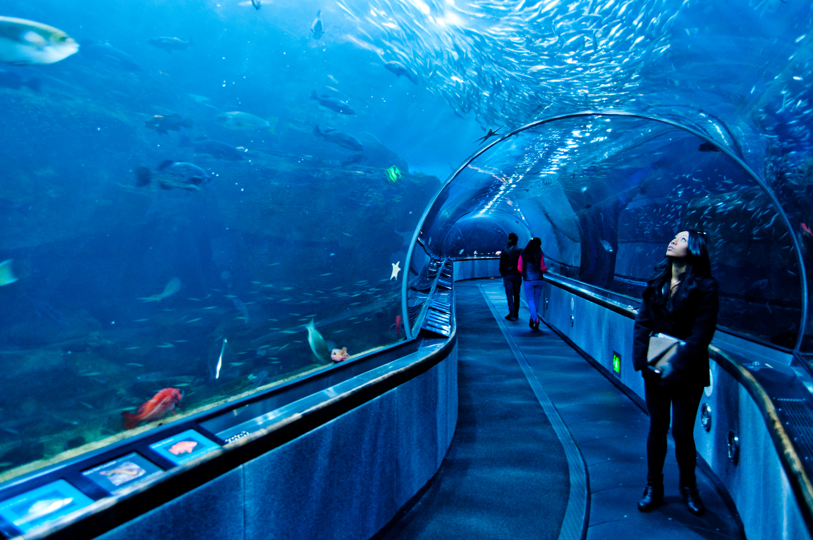 Sale 旧金山海湾水族馆一日门票sale 8 Ticket Kd