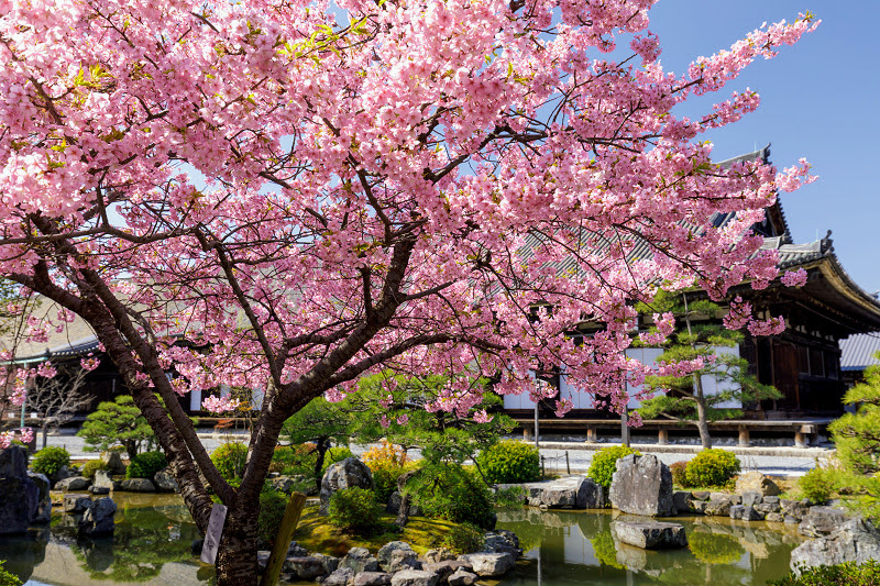 京都巴士一日游