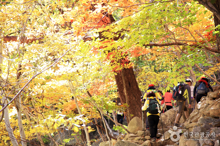Mt. Seoraksan Cable Car x Sokcho One day Tour (from Seoul) 