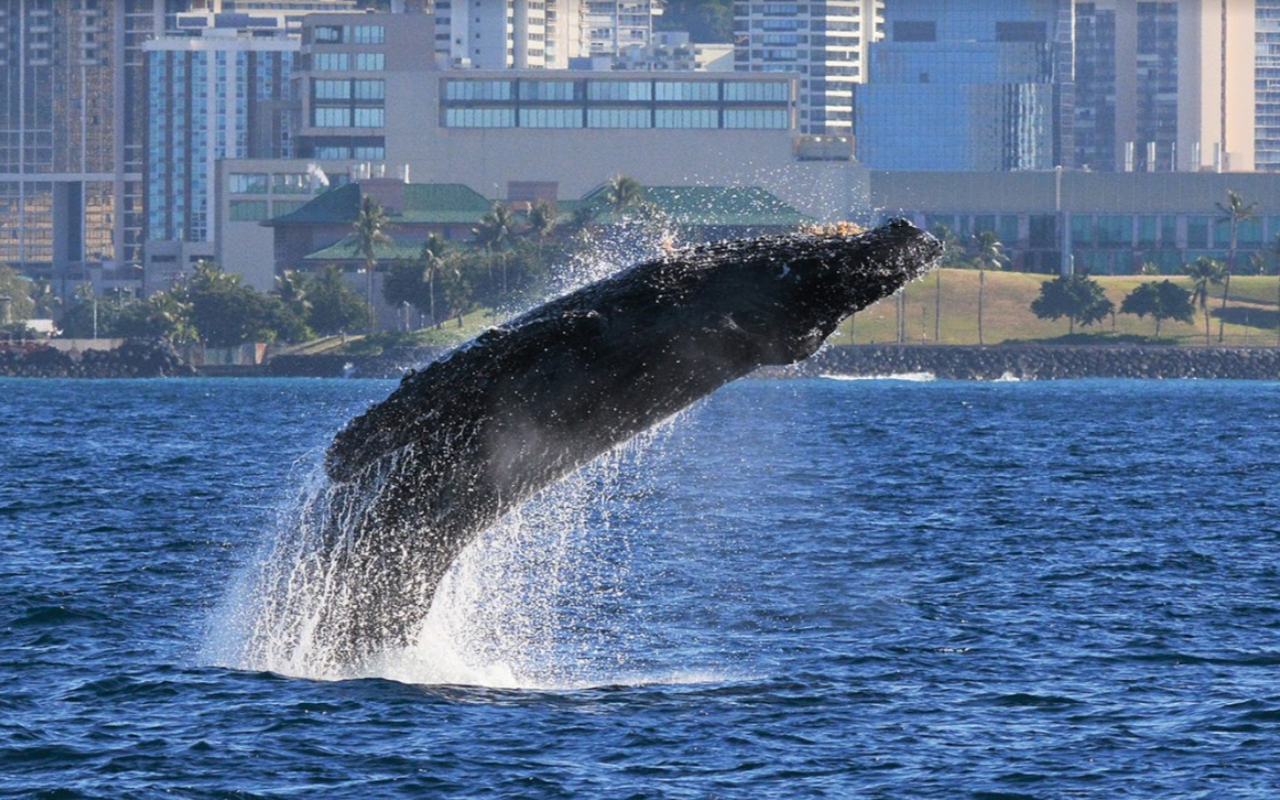 在夏威夷體驗賞鯨,這是冬季最受歡迎的活動之一。 在夏威夷體驗賞鯨,這是冬季最受歡迎的活動之一。