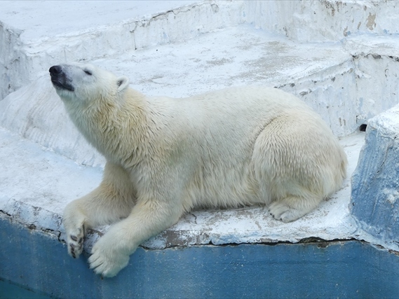 Tennoji Zoo Ticket in Osaka