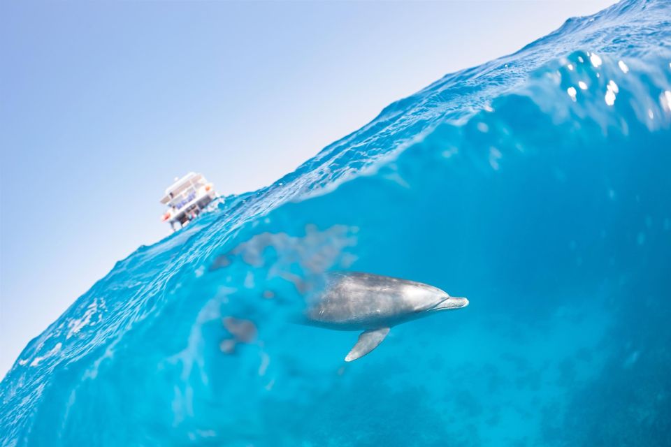 馬卡迪灣：海豚觀賞船之旅，含私人接送服務