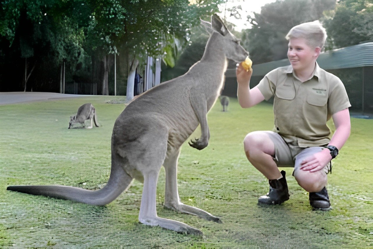 Feed kangaroos and enjoy a close-up experience at the Australia Zoo