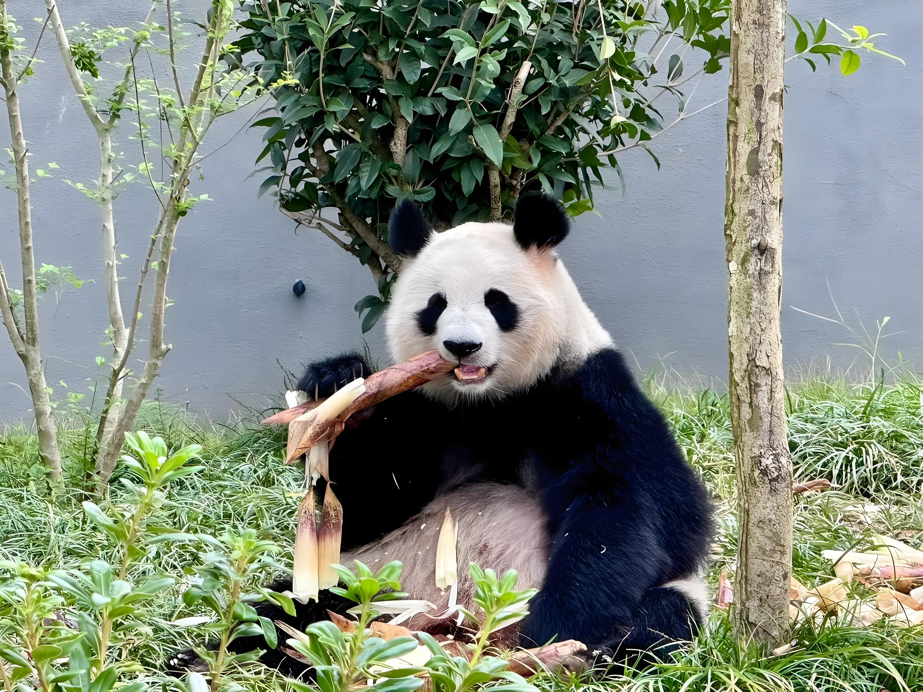 Chengdu Research Base of Giant Panda Breeding Half-day Downtown Highlights & Small Group Tour
