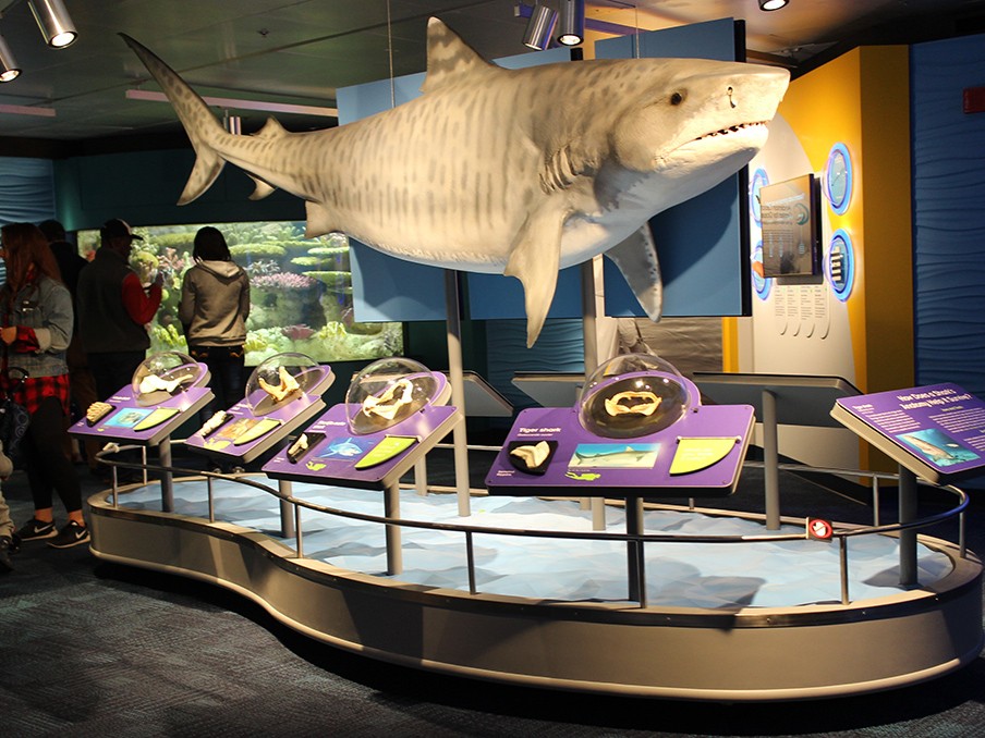 The shark exhibit offering a thrilling glimpse into the world of these apex predators