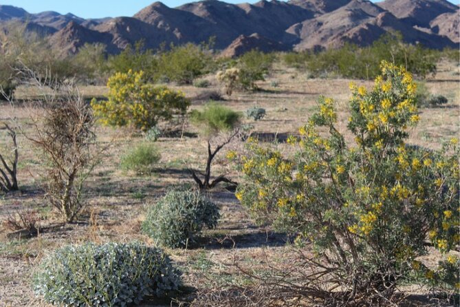 Joshua Tree National Park: Self-Guided Driving Tour