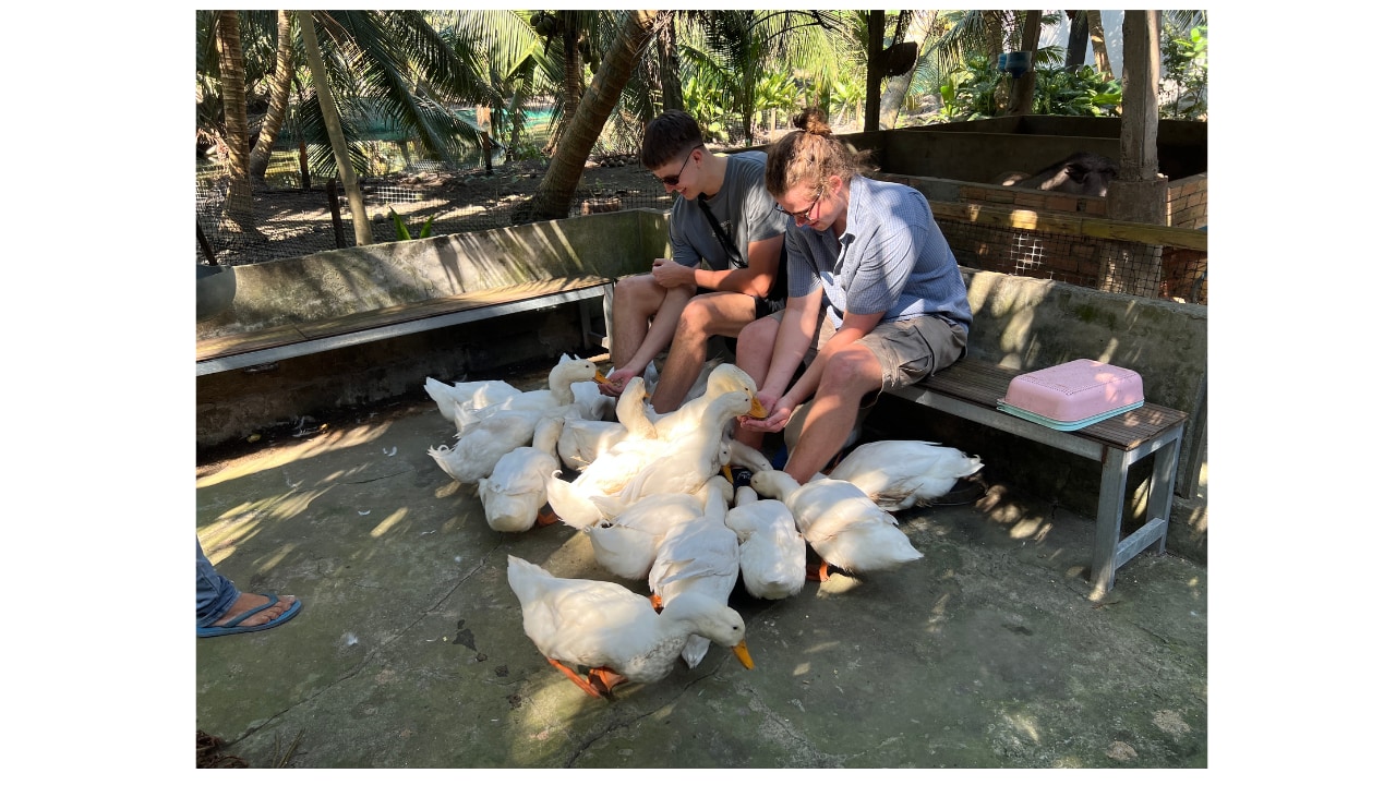 Farming Experience at Coconut Garden.  Activities:: Duck massage