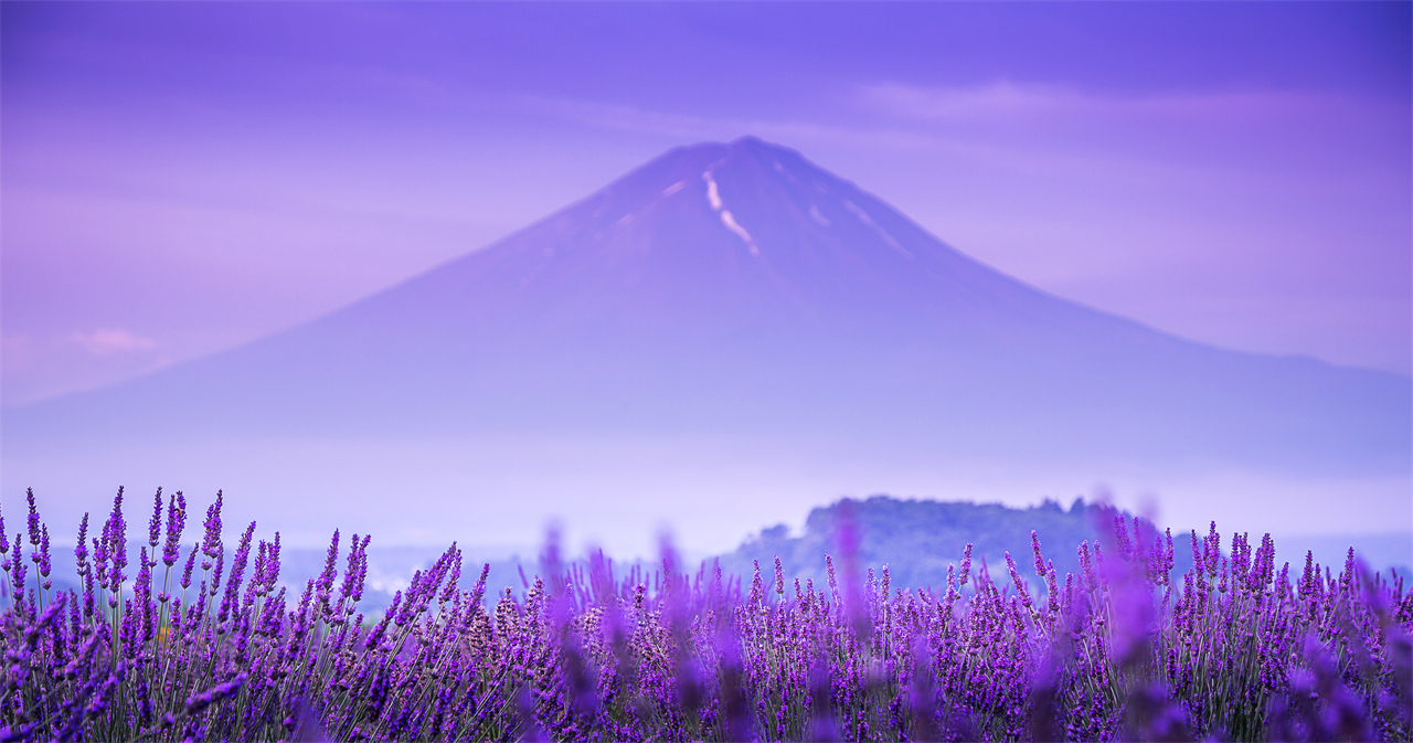 富士山探索之旅-新倉山淺間公園·天梯小鎮·忍野八海·河口湖大石公園·西湖療愈里根場一日遊