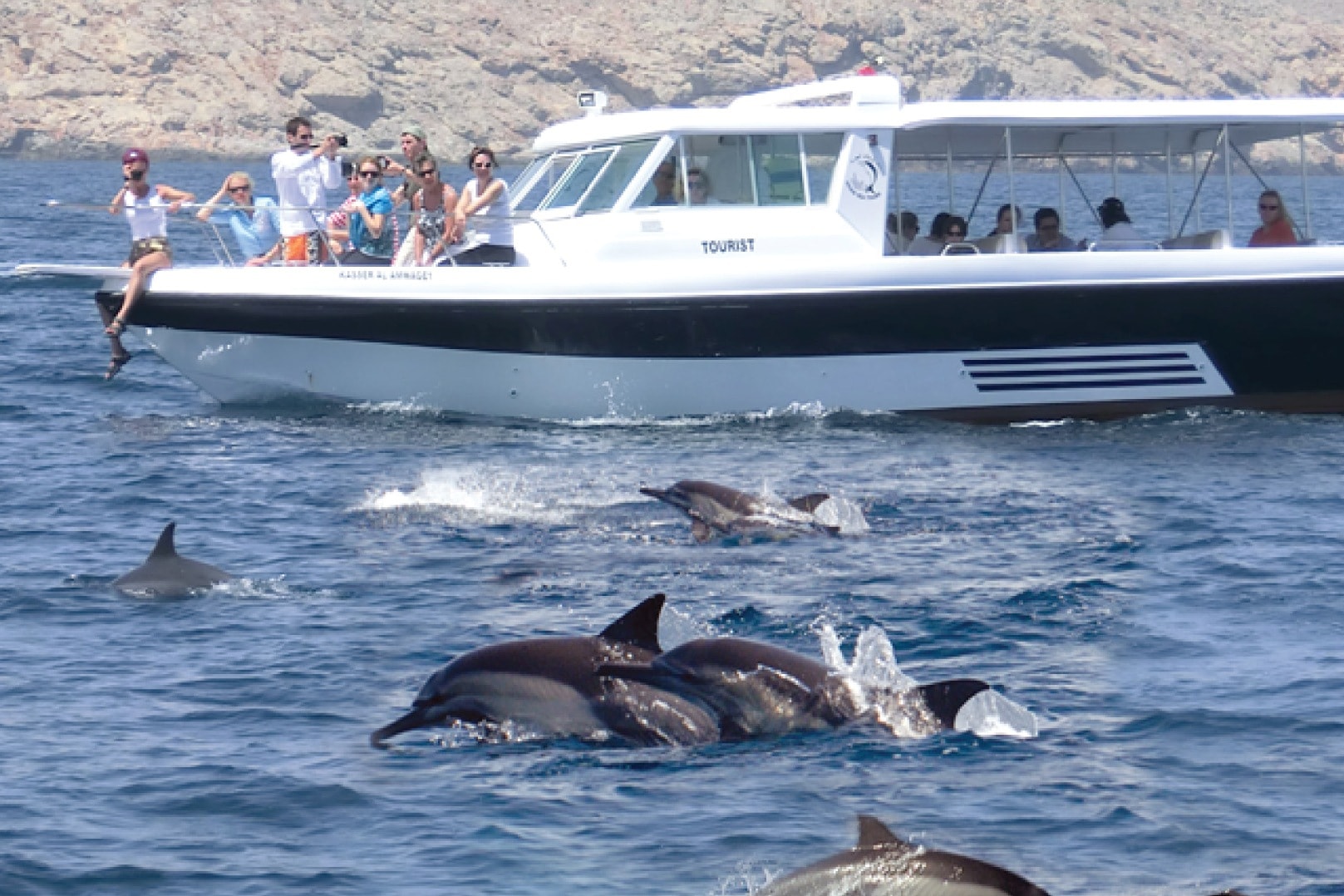 Dolphin Watching Experience from Muscat