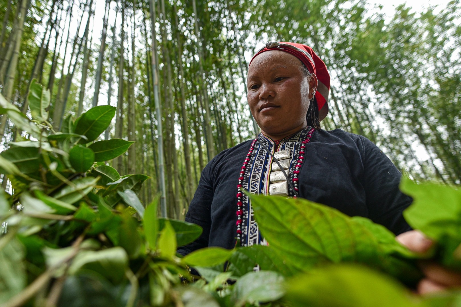 沙巴：紅瑤族草藥足浴和採葉之旅