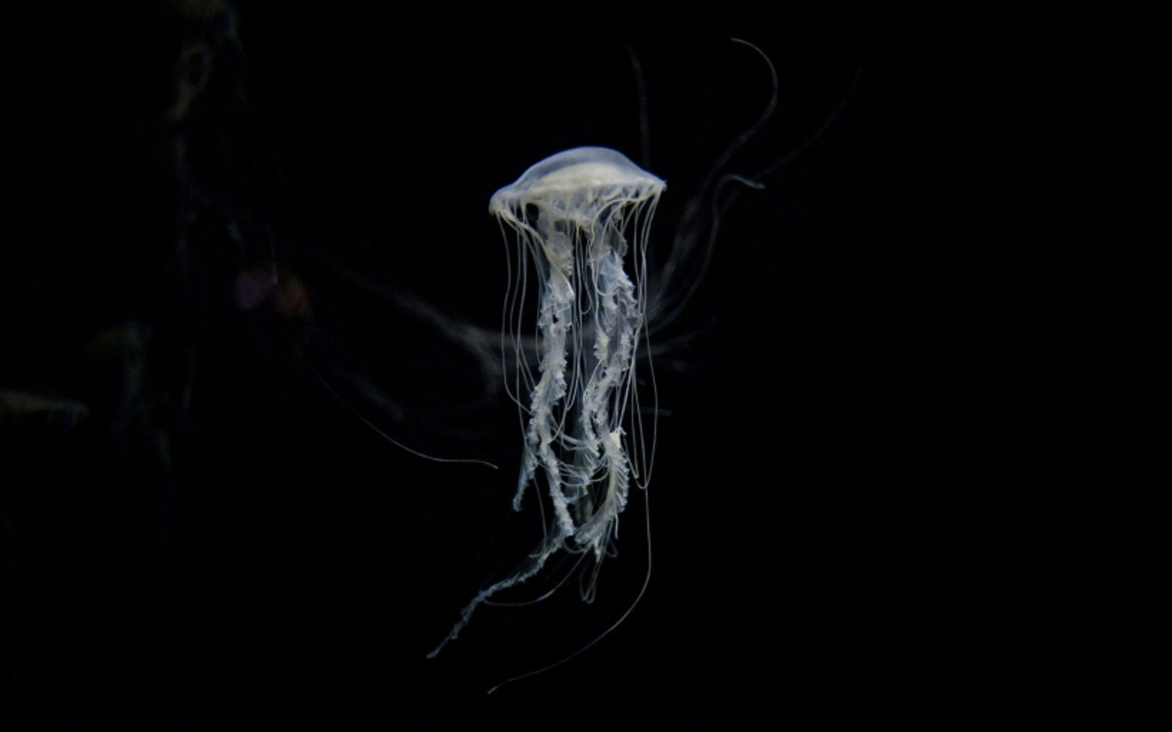 一隻潔白細緻的水母輕柔地向上漂浮,半透明的觸鬚在平靜的水中搖曳生姿。 一隻潔白細緻的水母輕柔地向上漂浮,半透明的觸鬚在平靜的水中搖曳生姿。