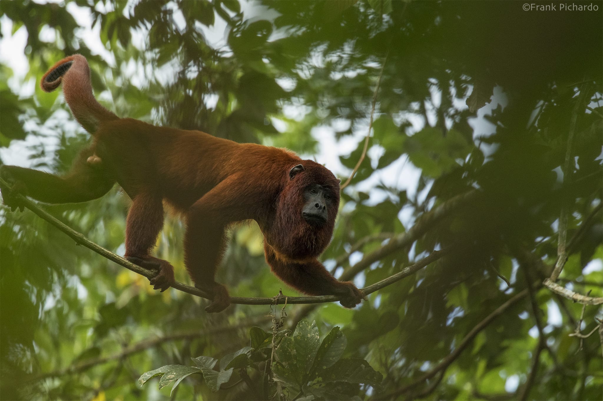 Manu Biosphere Reserve and Macaw Clay Lick 8 Days