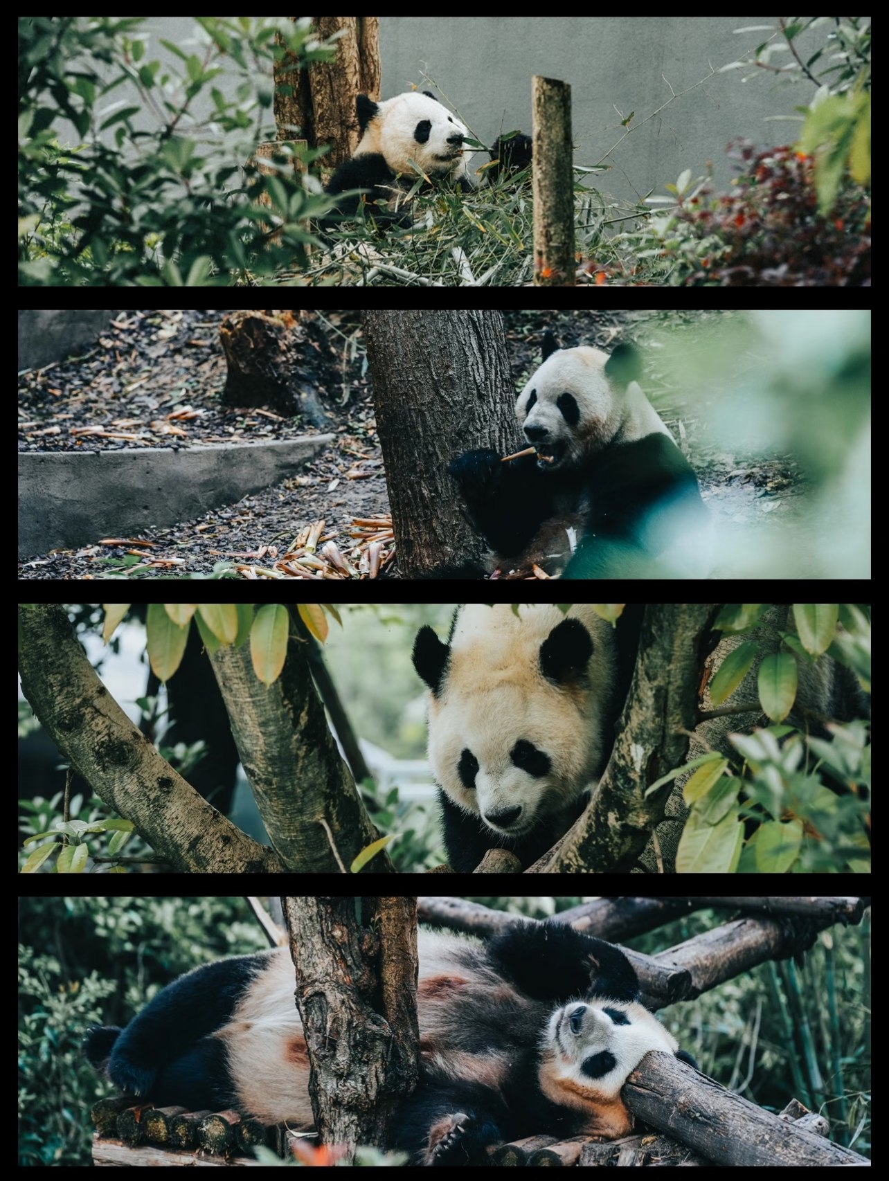 8:00 抵達成都大熊貓繁育研究基地開始參觀,全程由我們經驗豐富的導遊帶領。他們清楚知道最可愛的熊貓在哪裡、哪些地點較少人潮,並透過反覆實地考察,掌握了經過時間驗證的省力路線 —— 幫您避開高達 70% 的人群。 8:00 抵達成都大熊貓繁育研究基地開始參觀,全程由我們經驗豐富的導遊帶領。他們清楚知道最可愛的熊貓在哪裡、哪些地點較少人潮,並透過反覆實地考察,掌握了經過時間驗證的省力路線 —— 幫您避開高達 70% 的人群。