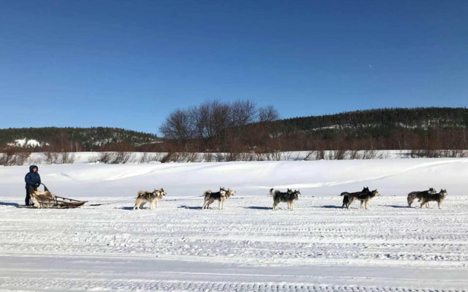 Local husky experience with sled ride and photographer